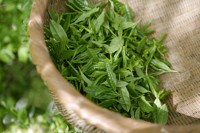 Kratom a antibiotika